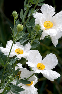 Romneya Coulteri Matilija Poppy Flower Seeds for Planting NON GMO Seeds