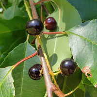Black Cherry Fruit Seeds