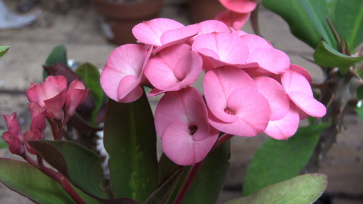 Heirloom Light Pink Euphorbia Milii Flower Seeds for Planting, Non-GMO