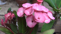 Heirloom Light Pink Euphorbia Milii Flower Seeds for Planting, Non-GMO