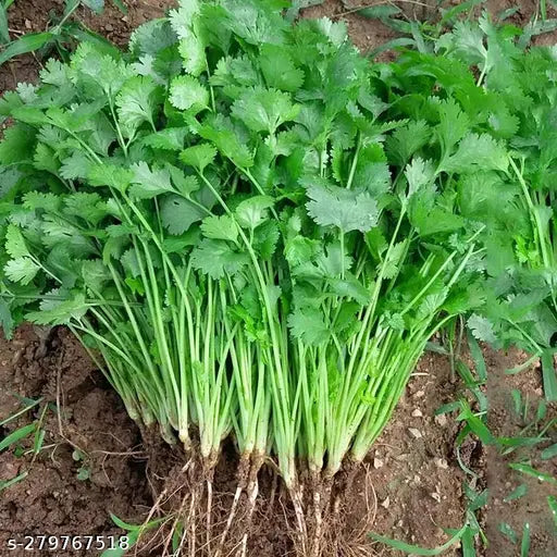 Organic Cilantro Herb Seeds for Planting - Heirloom, Non-GMO Garden Seeds