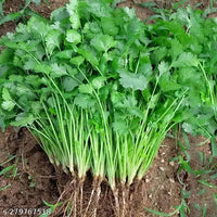 Organic Cilantro Herb Seeds for Planting - Heirloom, Non-GMO Garden Seeds