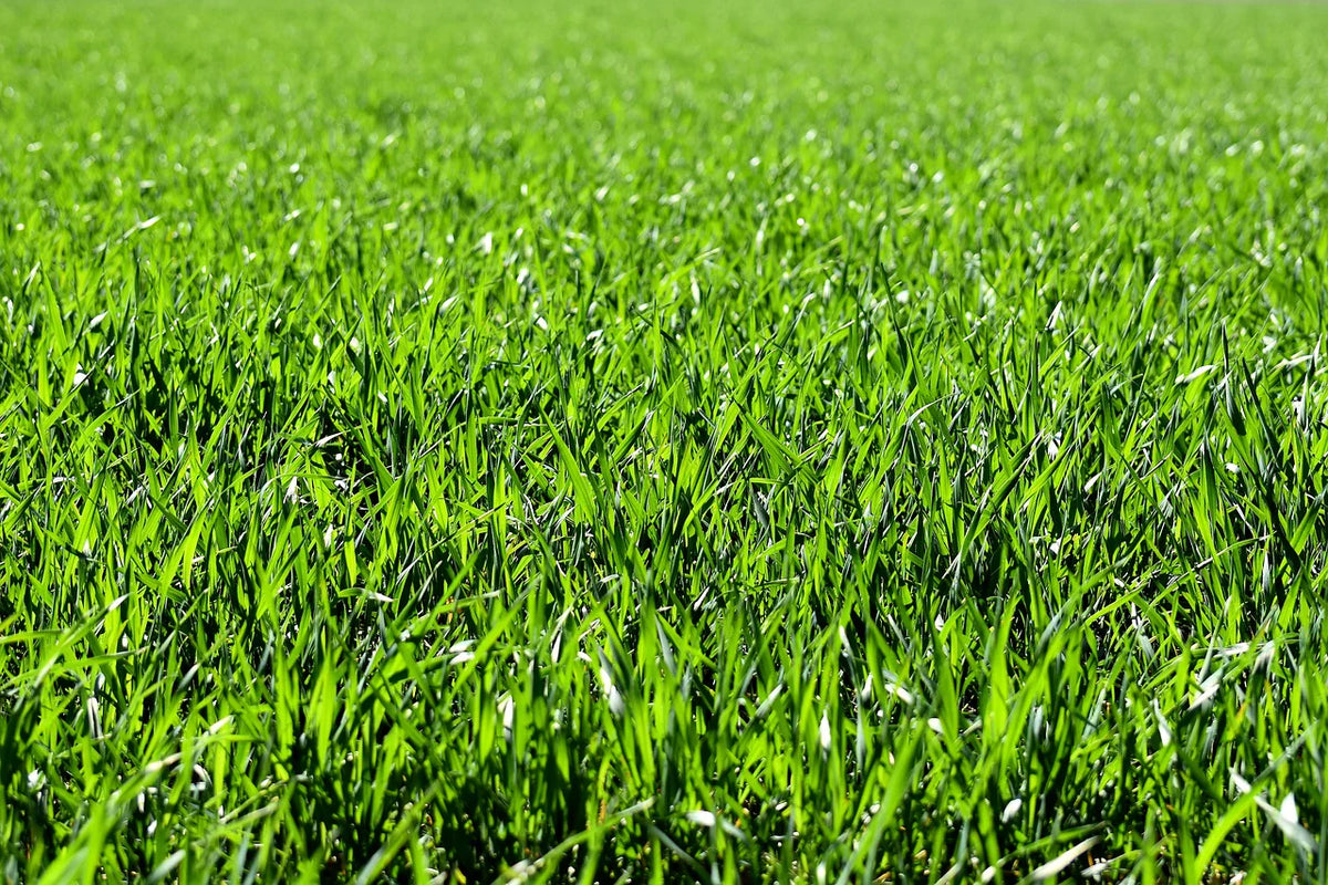 Scotts Turf Builder Grass Seed Rapid Grass Sun & Shade Mix