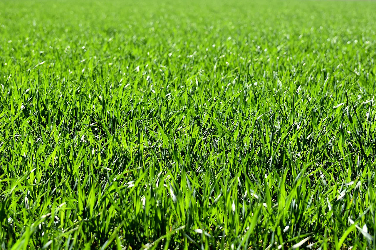Scotts Turf Builder Grass Seed Perennial Ryegrass Mix