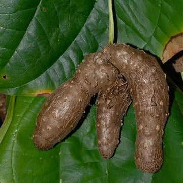 Water Yam Dioscorea alata for planting in vegetable garden
