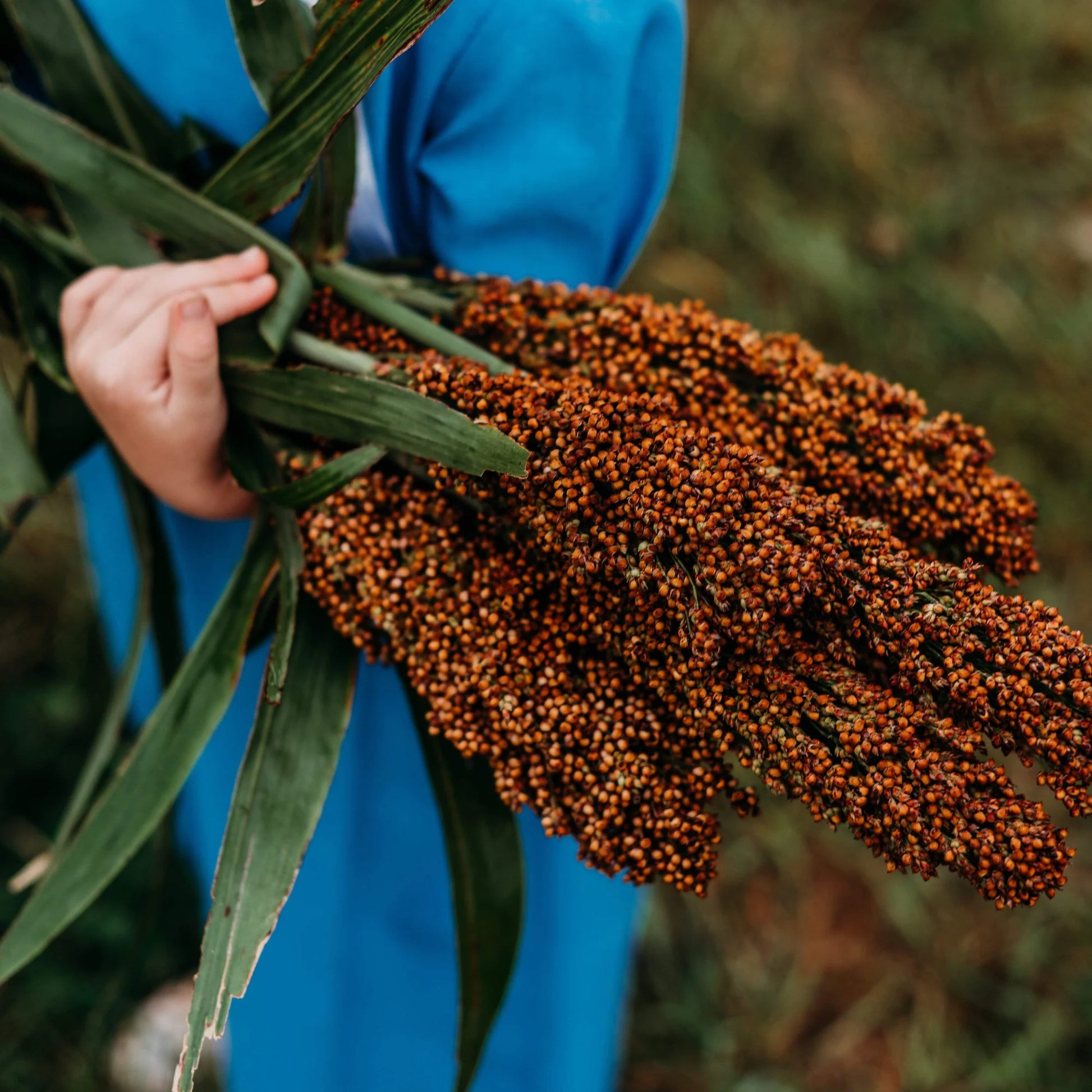 Mennonite Sweet Cane Sorghum heirloom seeds for home garden planting