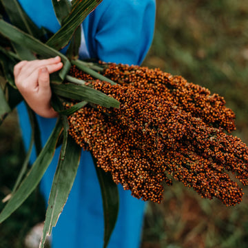 Mennonite Sweet Cane Sorghum heirloom seeds for home garden planting