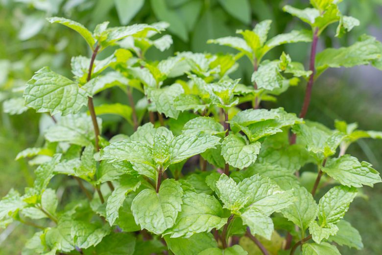 Peppermint mint plants thriving in a patio container garden.

