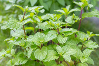 Peppermint mint plants thriving in a patio container garden.

