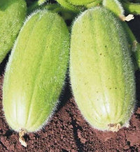Cucamelon climbing vine growing on a garden trellis