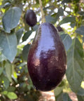 Mexicola Grande Avocado (Butter Fruit) seeds for planting in home gardens.
