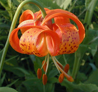 Organic Heirloom Non-GMO Lilium Pyrenaicum Seeds for Planting – Rare Yellow Lily Flowers