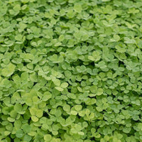 Dense Micro Clover growing as green ground cover.