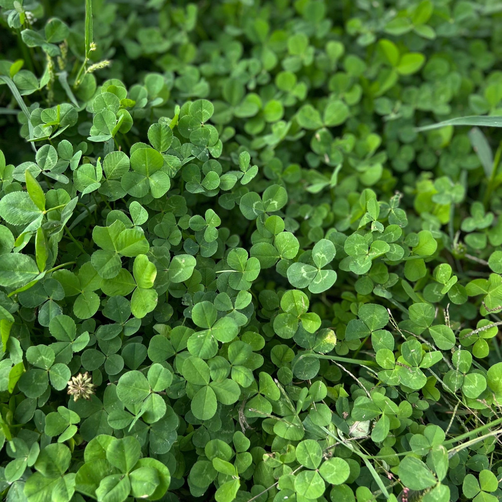 Micro Clover seeds for lawn and ground cover planting.