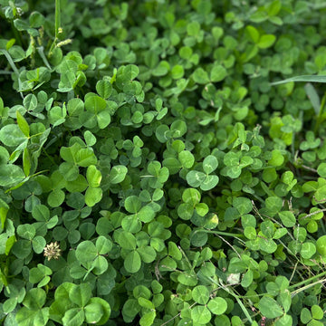 Micro Clover seeds for lawn and ground cover planting.
