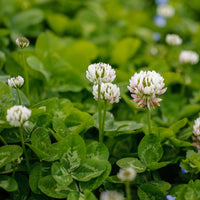 Microclover dwarf white clover seeds for lawn and garden ground cover