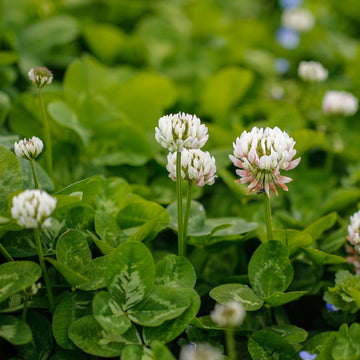 Microclover dwarf white clover seeds for lawn and garden ground cover