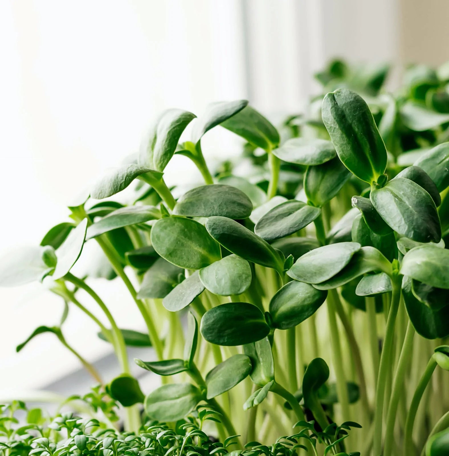Sunflower Microgreens Seeds – Fast-Growing, Nutrient-Rich Seeds for Planting Indoors or Outdoors