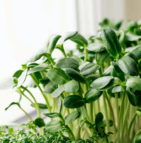Sunflower Microgreens Seeds – Fast-Growing, Nutrient-Rich Seeds for Planting Indoors or Outdoors