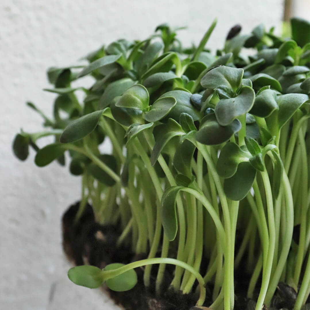 Sunflower Sprouting Seeds for Indoor Sprouting, Microgreens & Home Growing