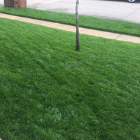 Award Kentucky Bluegrass Seed