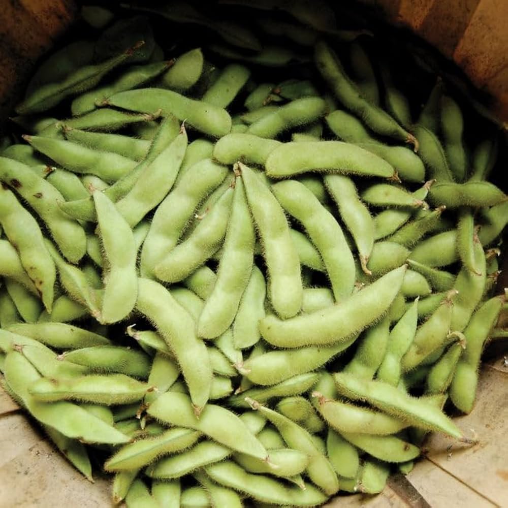 Midori Giant Edamame heirloom seeds for home garden planting