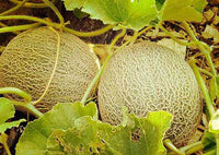 Galia melon plant growing with green trailing vines