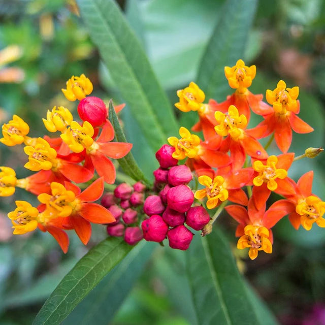 Asclepias Flower Seeds Heirloom Non GMO Planting - 100 pcs