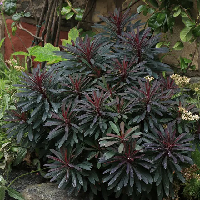 Euphorbia Amygdaloides Plant Seeds for Planting, NON GMO Seeds