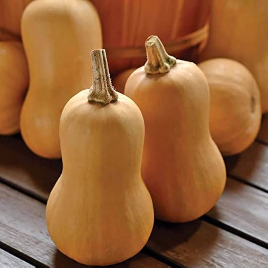 Mini Butternut Squash heirloom seeds for home garden planting