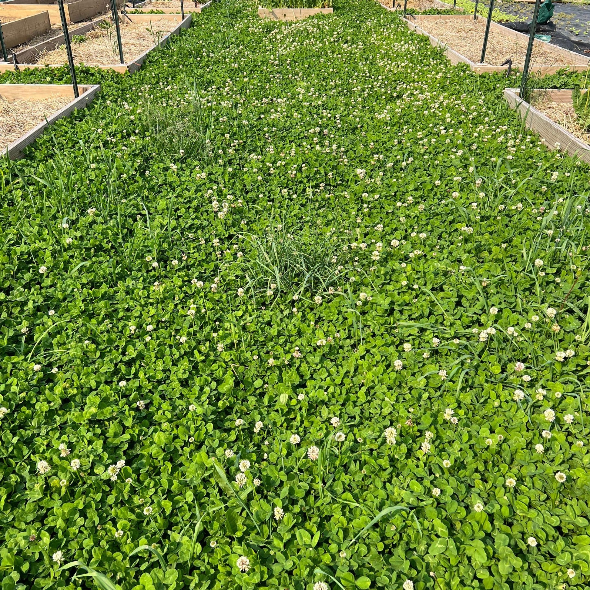 Dense Miniature Clover growing as green ground cover.