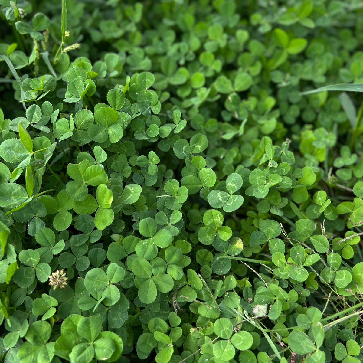Miniature Clover seeds for lawn and ground cover planting.