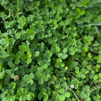 Miniature Clover seeds for lawn and ground cover planting.