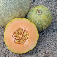 Minnesota Midget Melon heirloom seeds for home garden planting