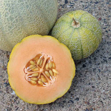 Minnesota Midget Melon heirloom seeds for home garden planting