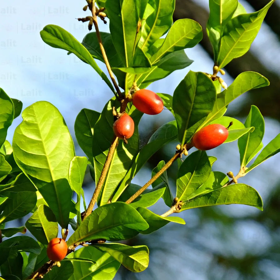 Miracle Berry fruit seeds suitable for tropical gardens and patios.