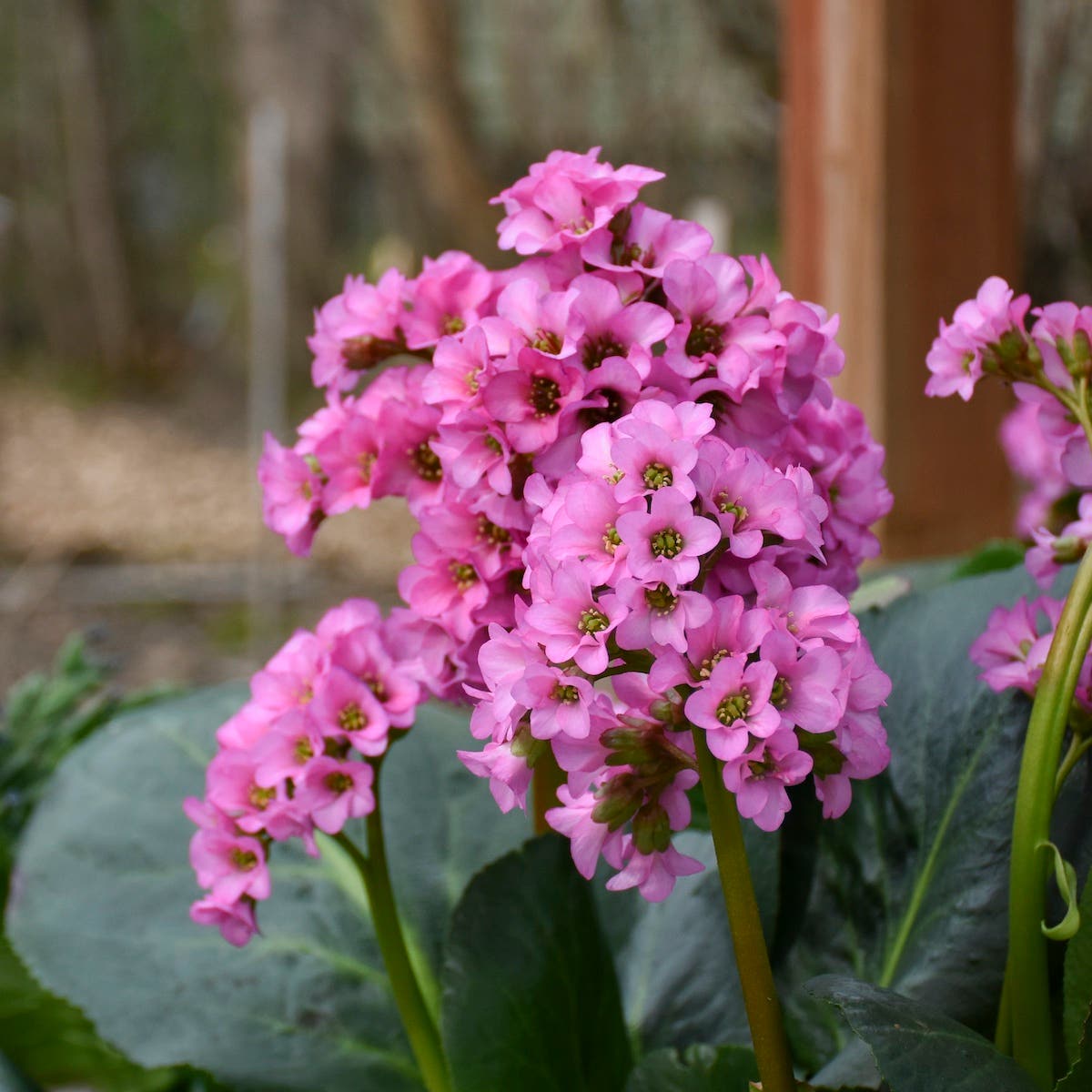 Pink (Pink scientific name) for planting in garden
