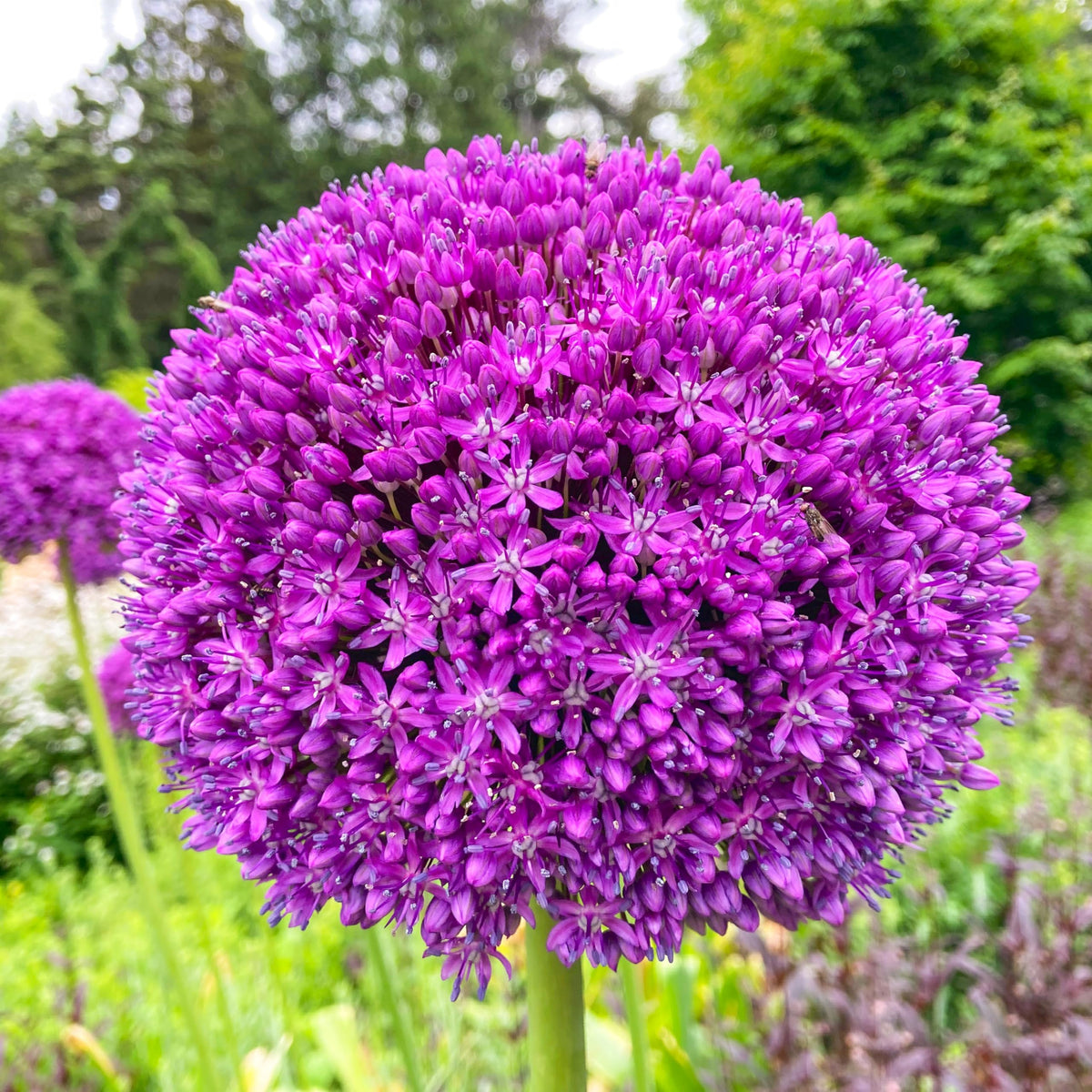 Mixed Allium giganteum flower seeds for ornamental landscape planting.