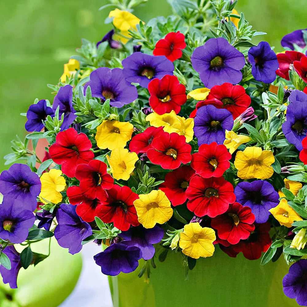 Mixed Calibrachoa flower seeds for colorful garden planting