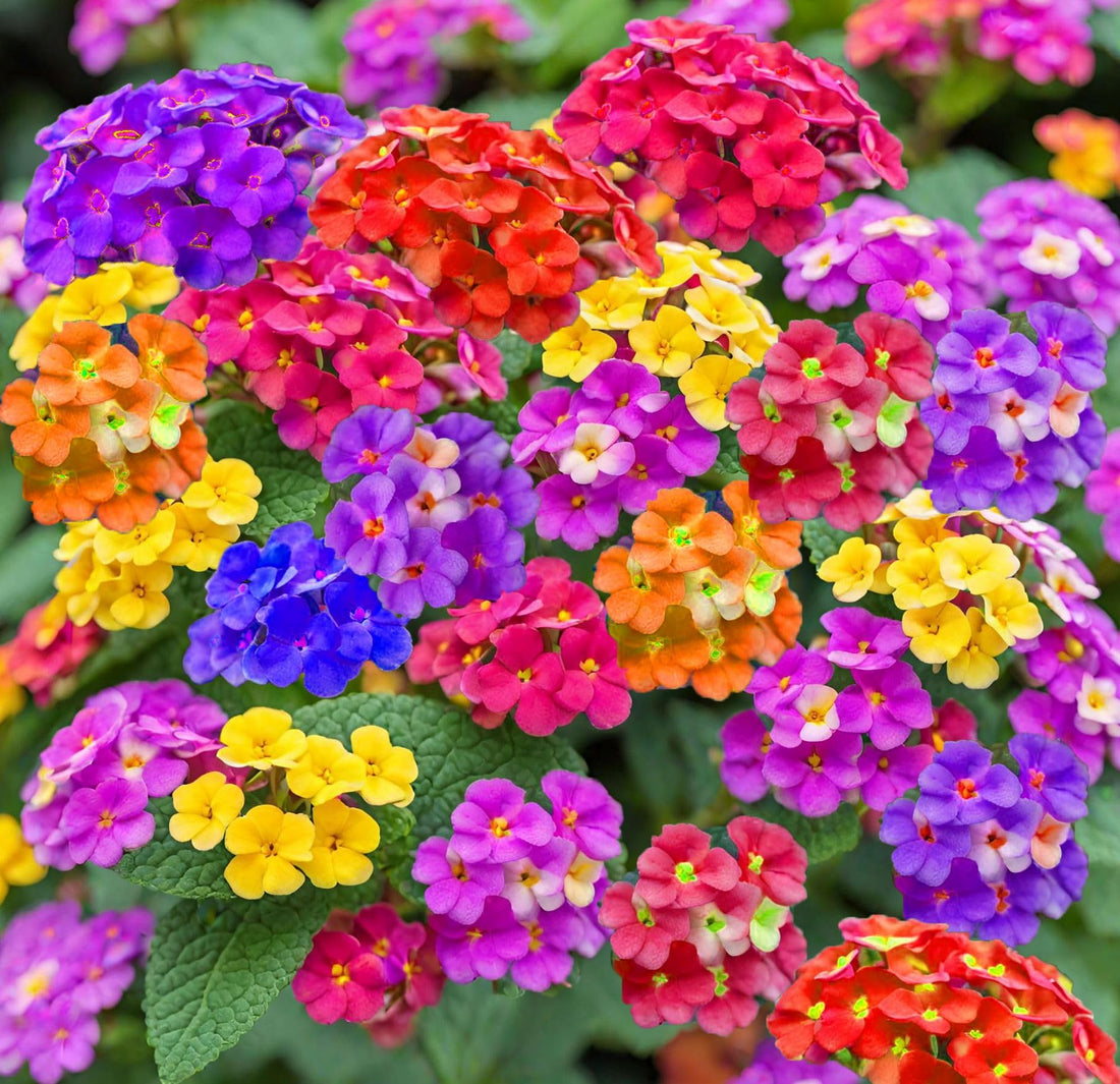 Mixed Color Lantana flower seeds for planting in home gardens and flower beds.
