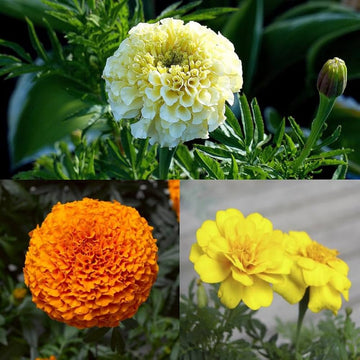 Mixed Color Marigold seeds for planting in home gardens and flower beds.
