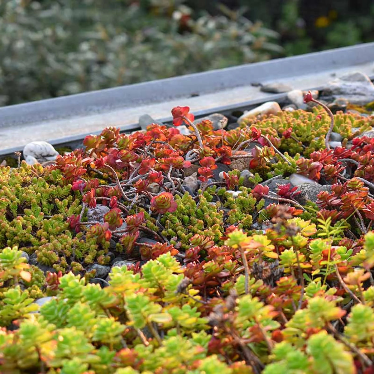 Mixed-color Sedum succulents with green, yellow, red, and purple foliage.