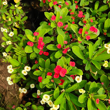 Mixed Crown of Thorns plant seeds for planting in home gardens and containers.
