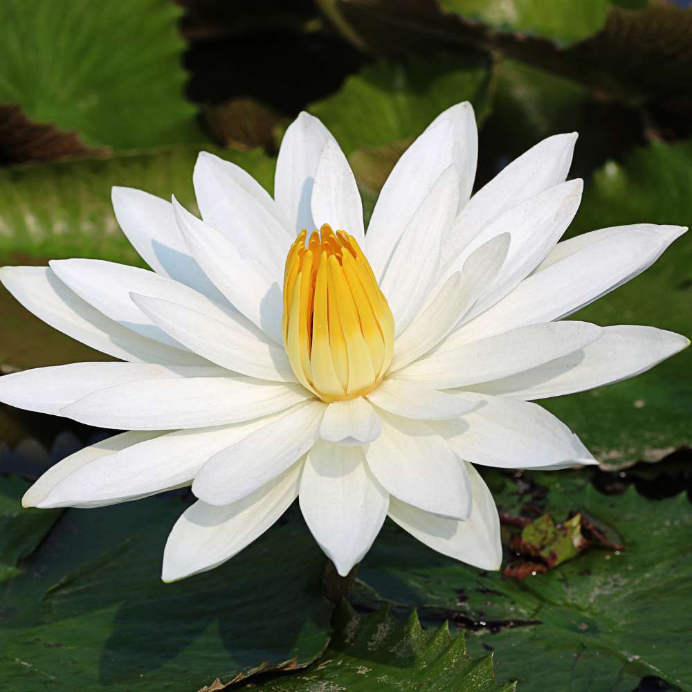 Mixed Lotus aquatic flower seeds suitable for water containers and landscape ponds.