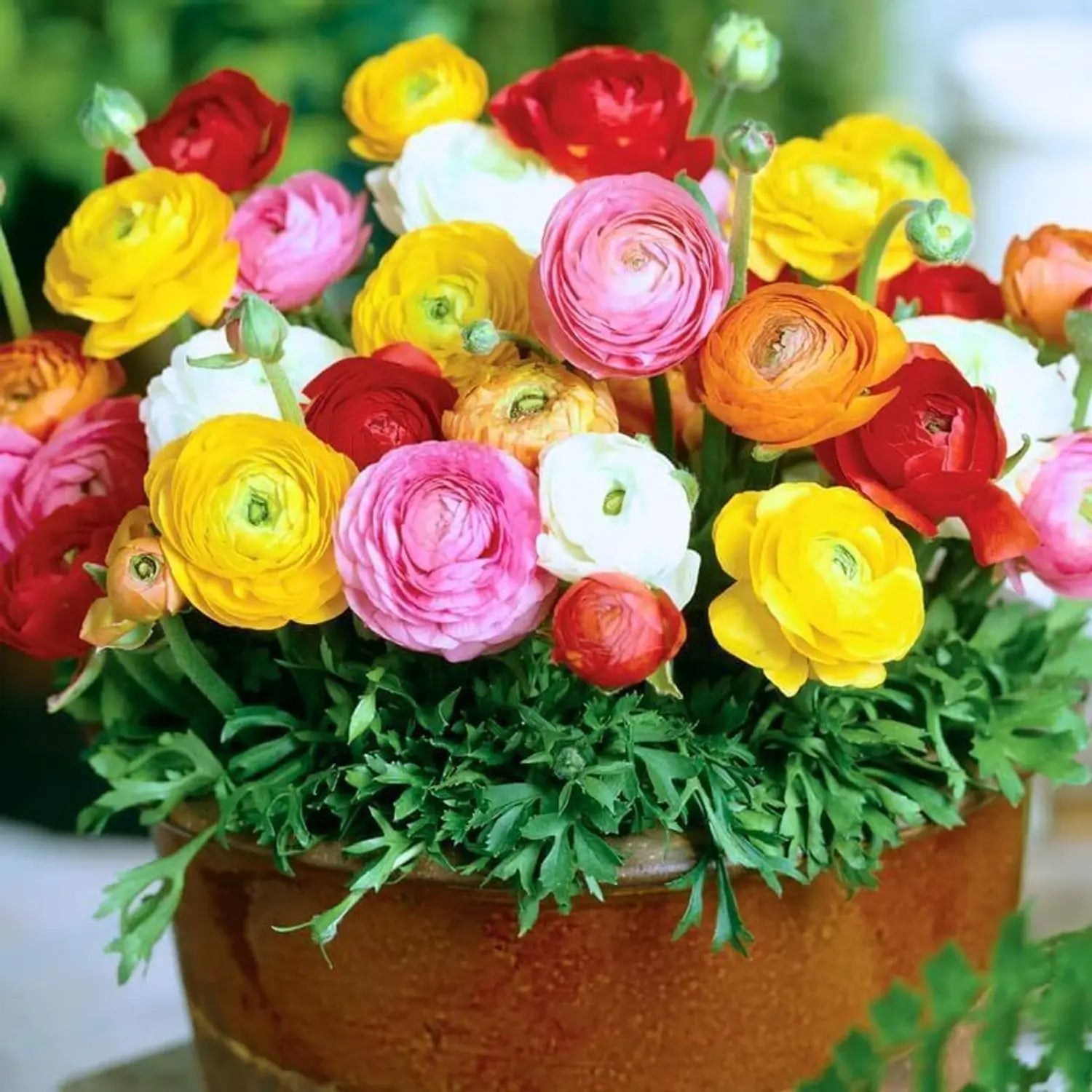 Mixed Peony bulbs for colorful perennial garden planting.