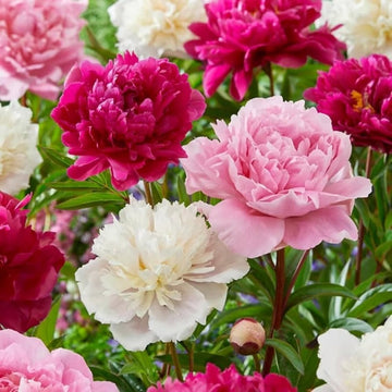 Mixed Peony Flower Seeds for Planting