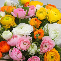 Mixed Peony Ranunculus Seeds for Planting