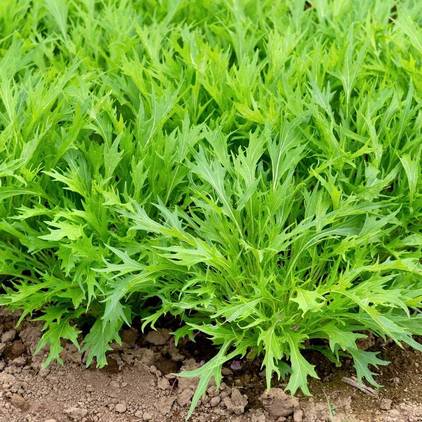 Mizuna Mustard Greens Growing in Home Garden