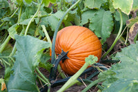 Jamaican Pumpkin Vegetable Seeds for Planting - Heirloom & GMO Free Seeds