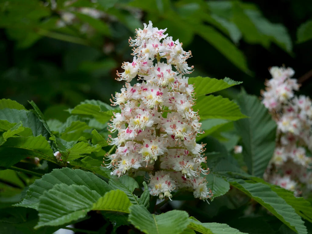Horse Chestnut Flower Seeds – Heirloom Non-GMO Seeds for Ornamental Shade Tree Planting
